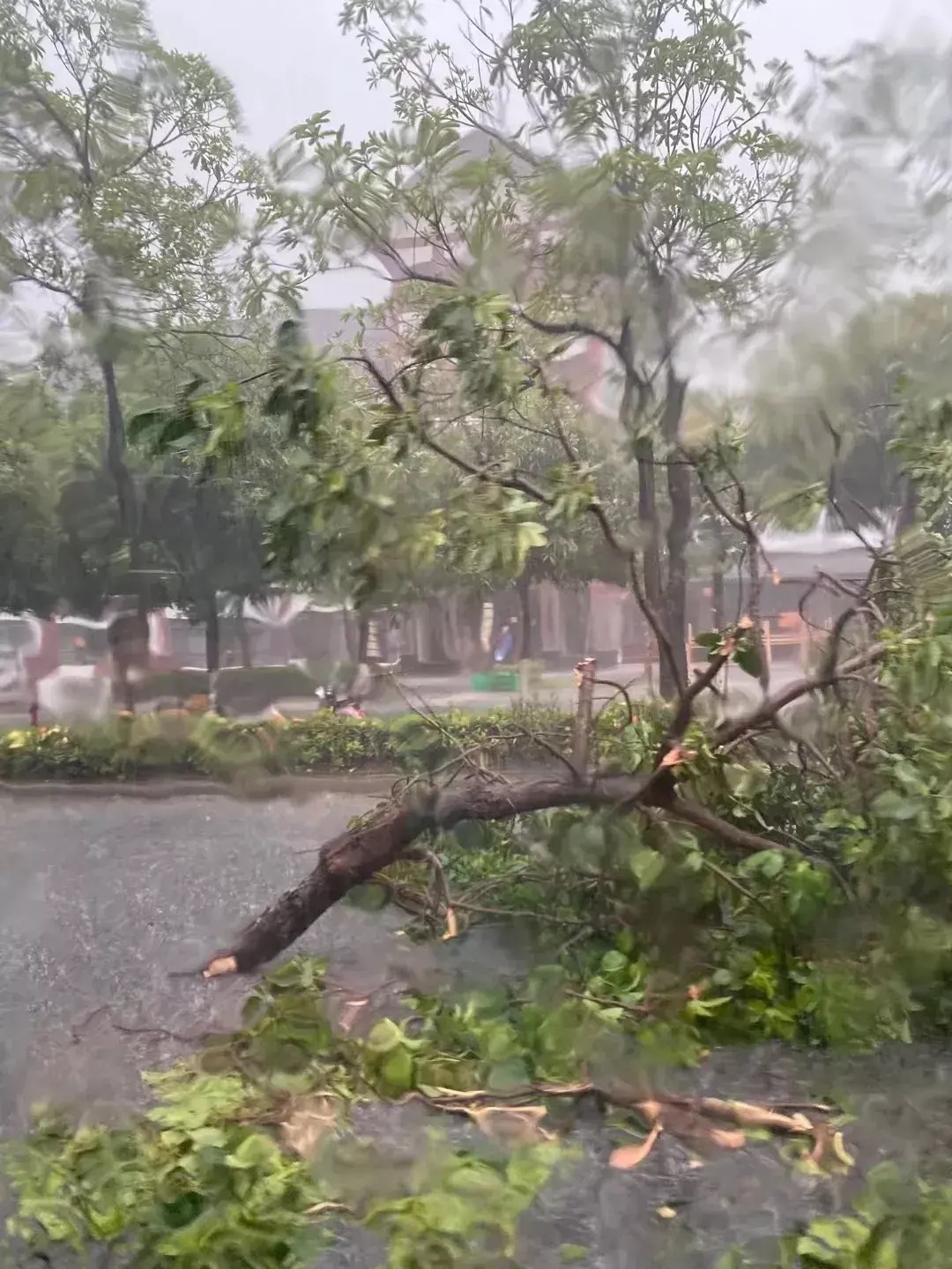 百色突然遭遇大风与暴雨！现场有点惨哦！ 百色,突然,遭遇,大风,暴雨