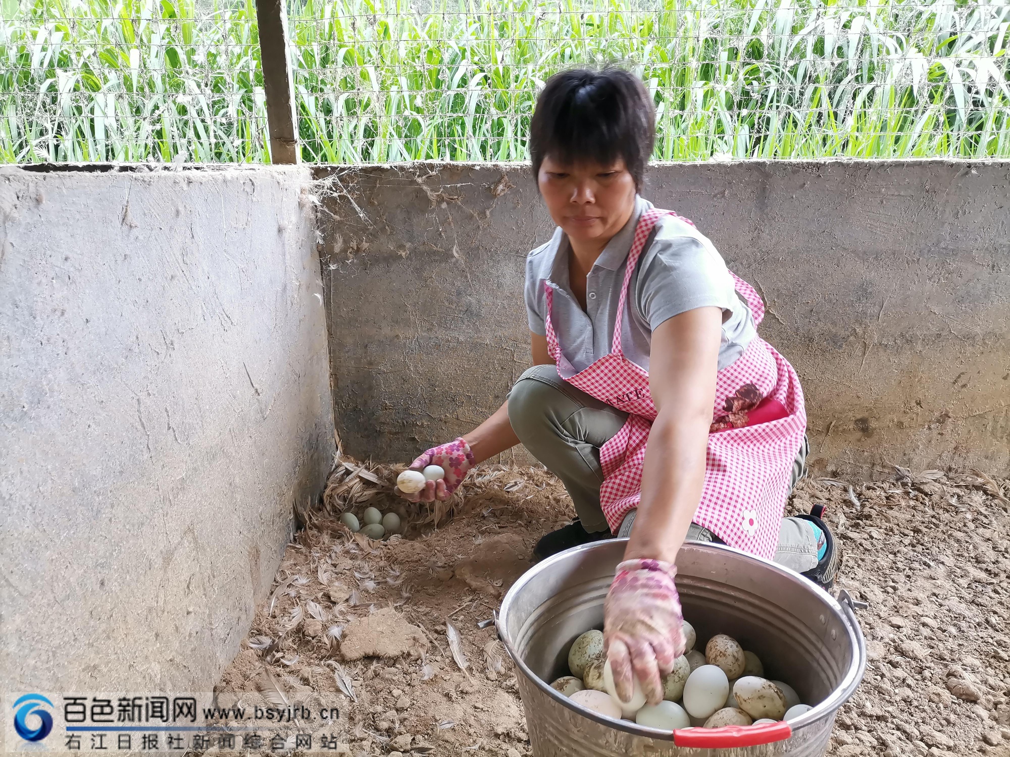 百色平果小鸭蛋“滚”出大产业 百色,平果,小鸭,鸭蛋,产业