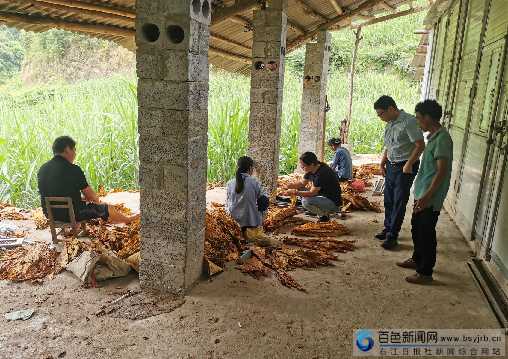 田林县高龙乡：烤烟技术送到田间地头 田林,田林县,林县,高龙,高龙乡