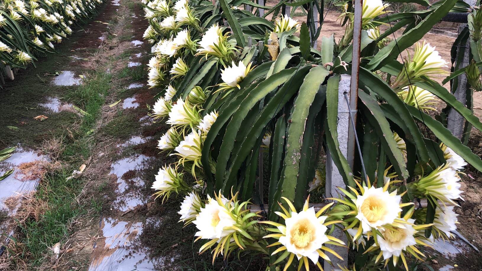 田东火龙果种植联合会。欢迎各位老板果地实地考察收购 ... 田东,火龙,火龙果,龙果,种植