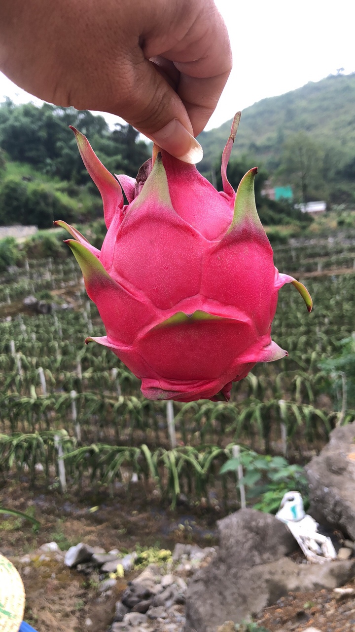 田东火龙果种植联合会。欢迎各位老板果地实地考察收购 ... 田东,火龙,火龙果,龙果,种植