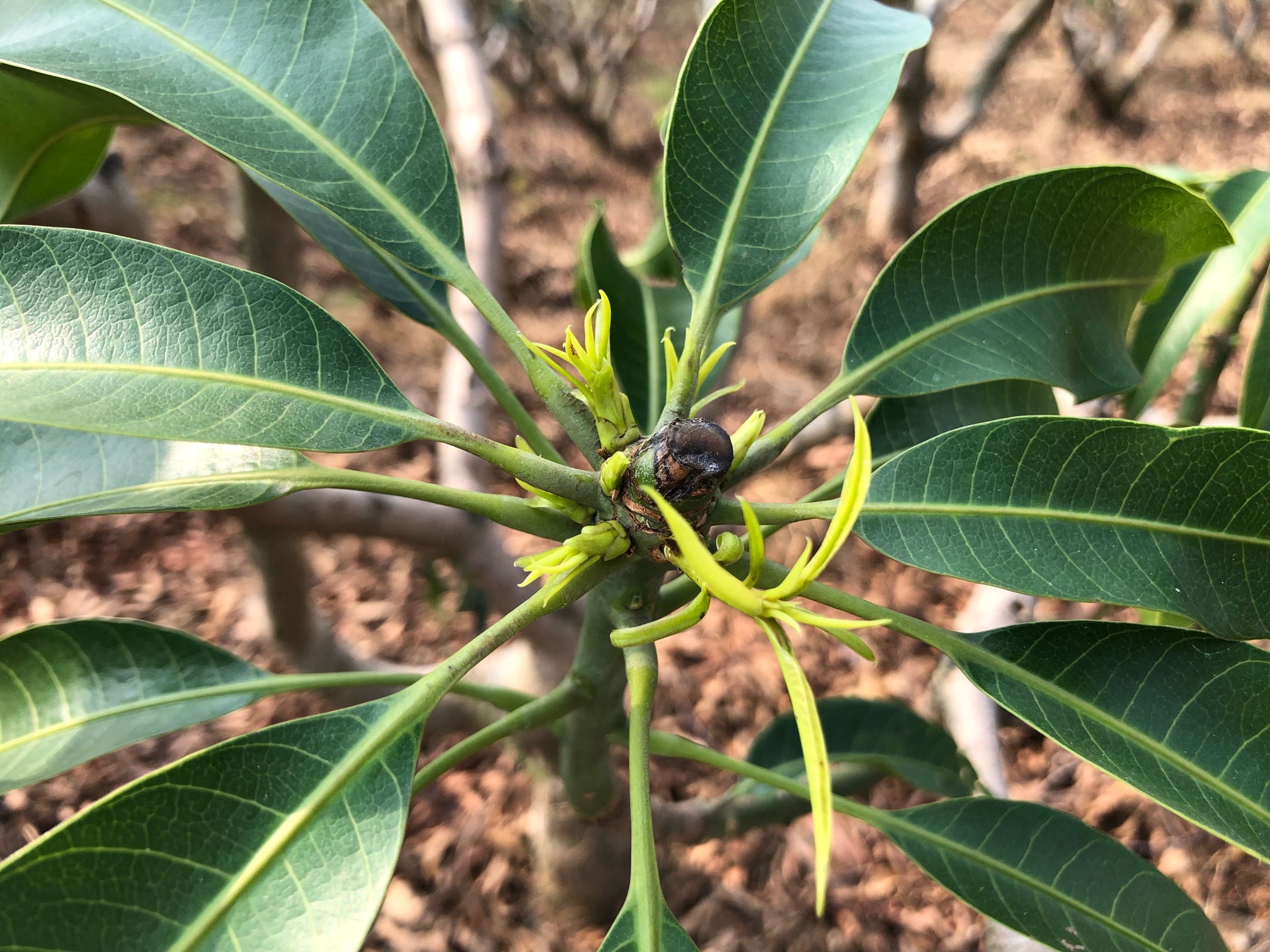 台农芒果修枝管理已经开始 芒果,修枝,管理,已经,已经开始