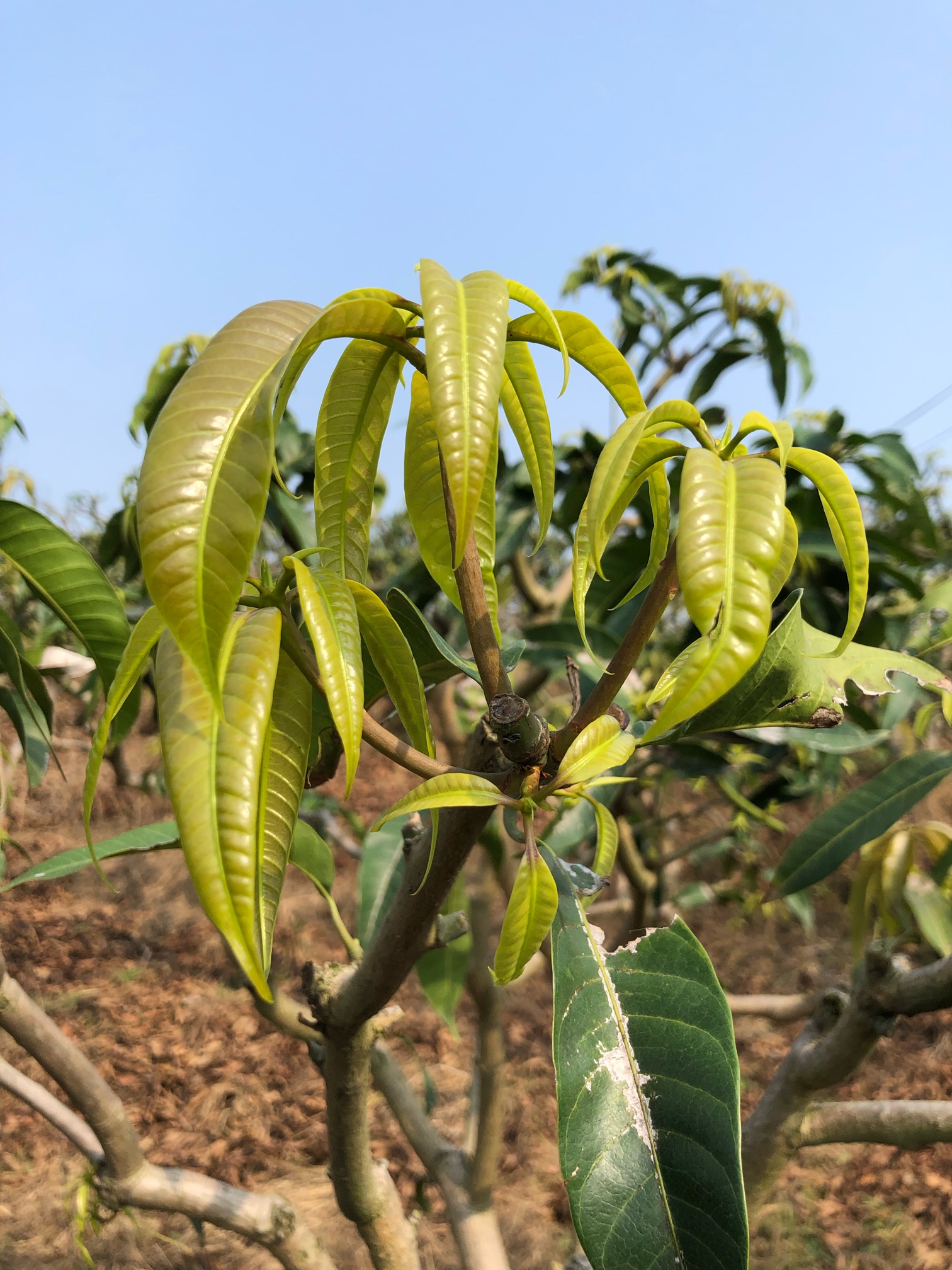 台农芒果修枝管理已经开始 芒果,修枝,管理,已经,已经开始