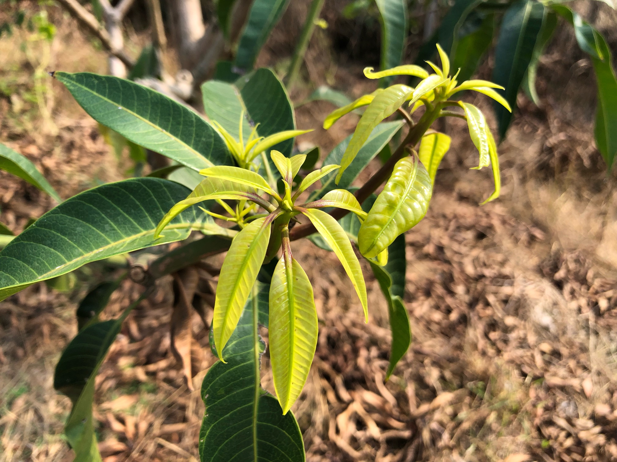 台农芒果修枝管理已经开始 芒果,修枝,管理,已经,已经开始