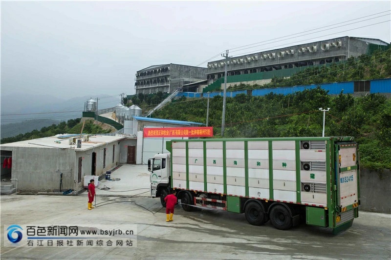 生猪“上楼”！西林这个生态立体养殖场迎来首批“住客” 生猪,上楼,西林,这个,生态