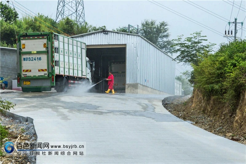 生猪“上楼”！西林这个生态立体养殖场迎来首批“住客” 生猪,上楼,西林,这个,生态