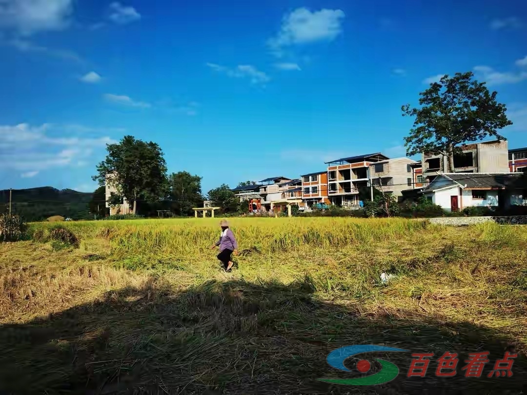 广西百色市右江区龙景街道福禄村收稻谷了 广西,广西百色,西百,百色,百色市