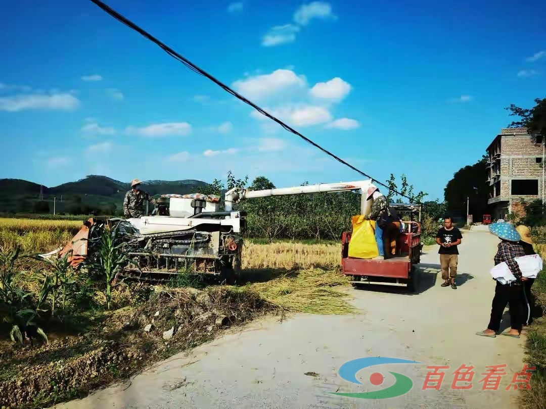 广西百色市右江区龙景街道福禄村收稻谷了 广西,广西百色,西百,百色,百色市