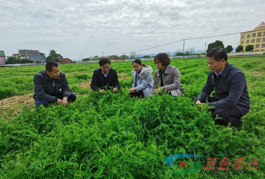 自治区土肥站赴百色调研指导绿肥生产等工作 自治,自治区,土肥,土肥站,百色