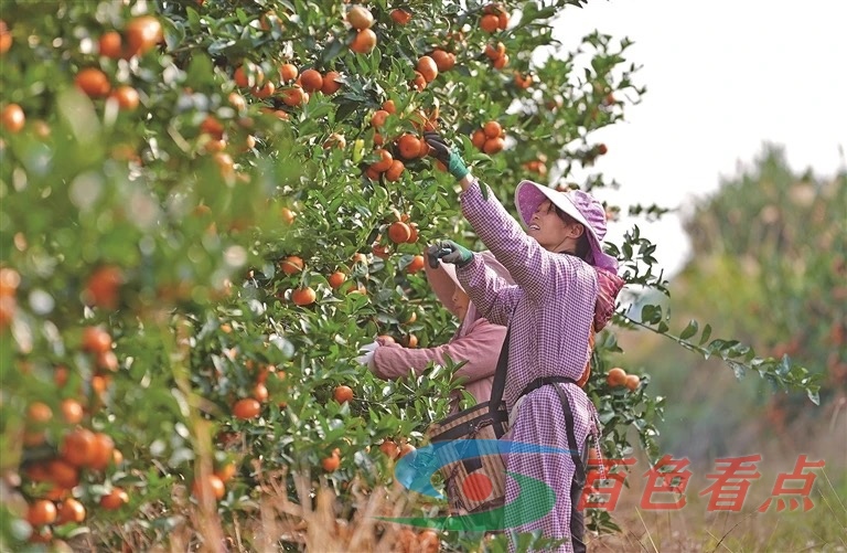 图片新闻 图片,图片新闻,新闻,近日,德保