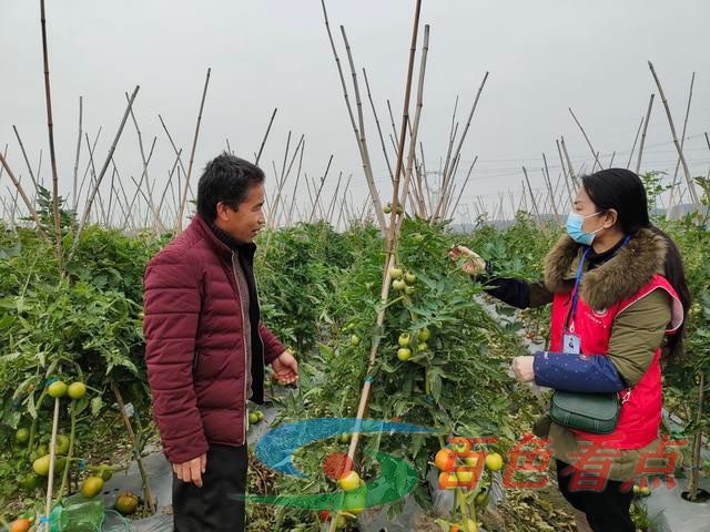 梁秀丽是百色市田东县祥周镇的一名农业技术员 梁秀,梁秀丽,秀丽,百色,百色市