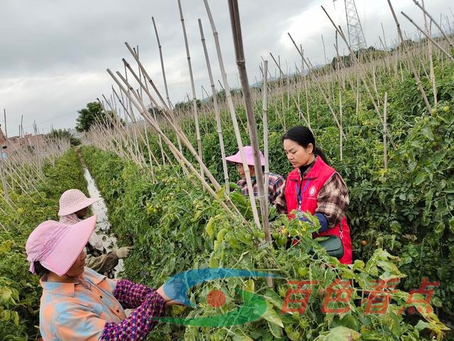 梁秀丽是百色市田东县祥周镇的一名农业技术员 梁秀,梁秀丽,秀丽,百色,百色市