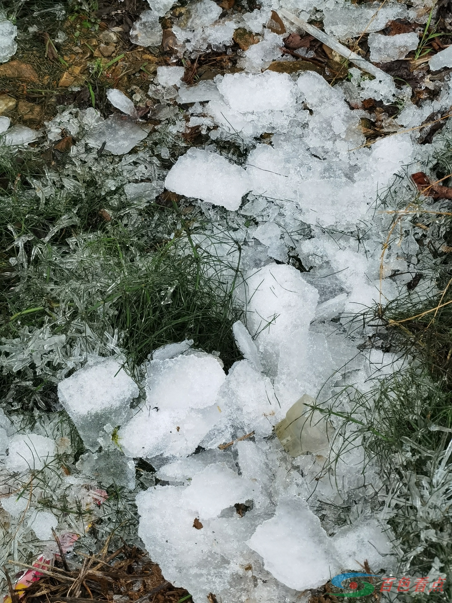 雪山飞狐？飞狐呢？ 雪山,雪山飞,雪山飞狐,山飞,飞狐