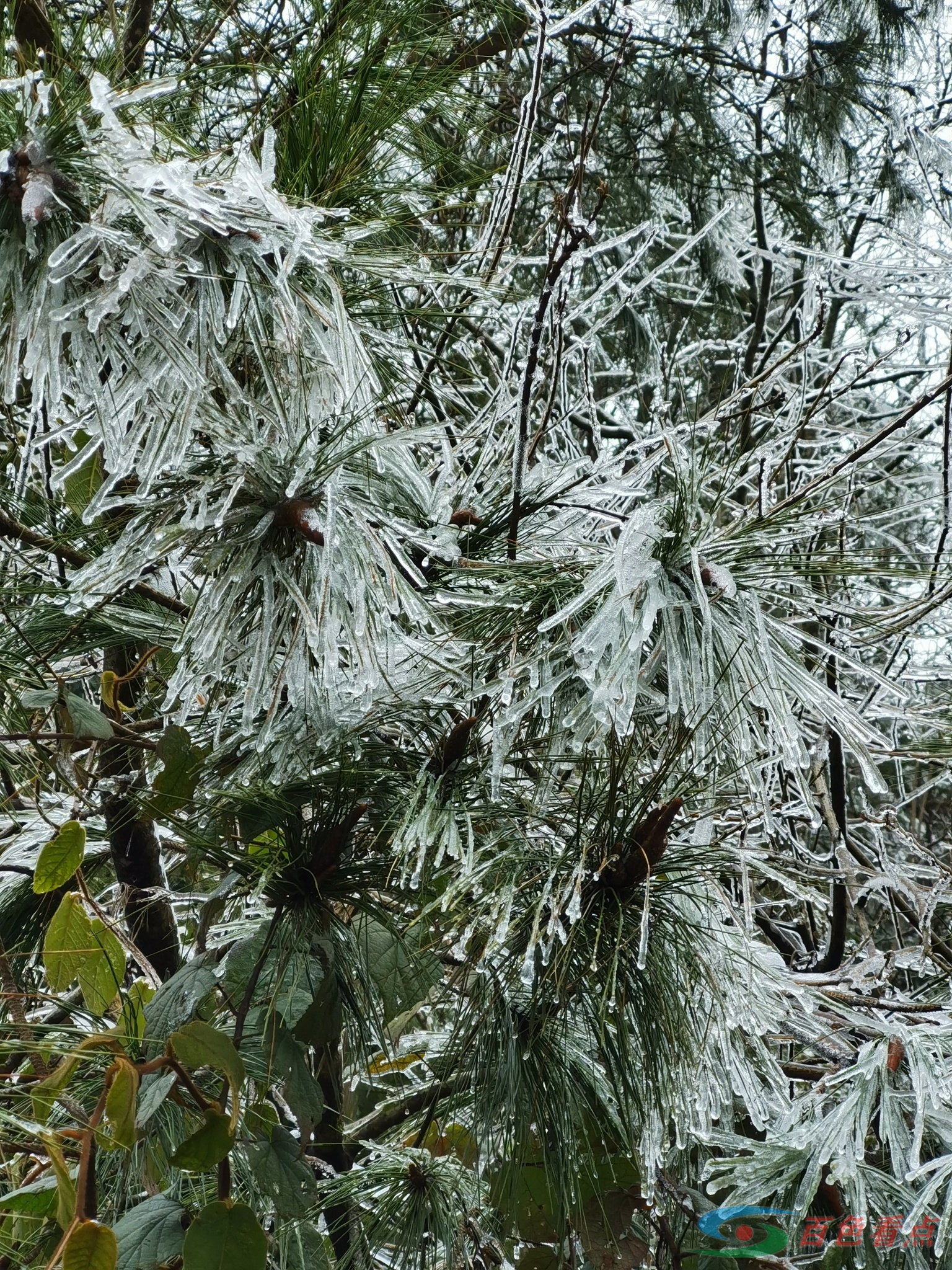 雪山飞狐？飞狐呢？ 雪山,雪山飞,雪山飞狐,山飞,飞狐