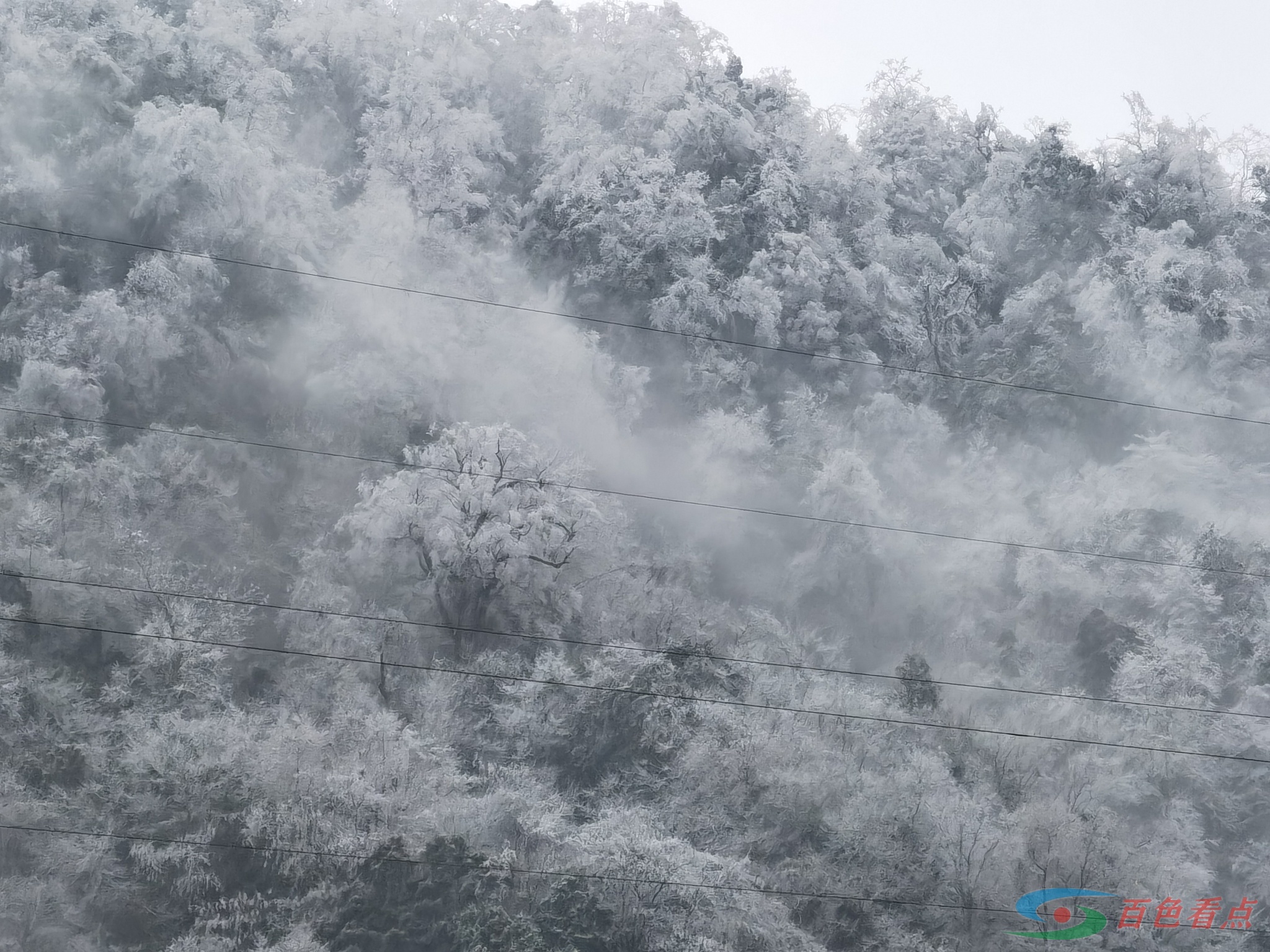 雪山飞狐？飞狐呢？ 雪山,雪山飞,雪山飞狐,山飞,飞狐