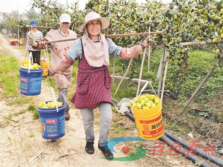 田阳区那坡镇那驮村那驮屯的大青枣园里 果农正忙着采摘大青枣 田阳,那坡,那坡镇,大青,大青枣