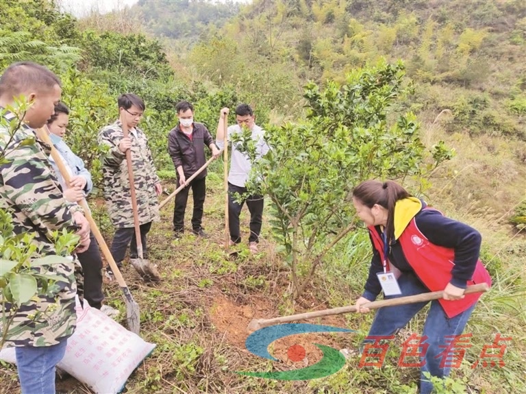 田东县62名科技特派员积极为农民提供技术指导和培训 田东,田东县,62,科技,特派