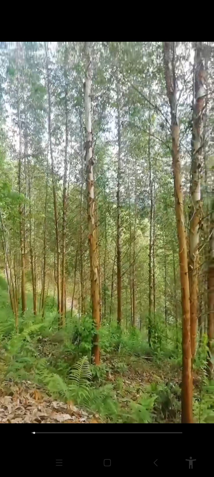 树林转让：二代桉树已种两年多，还有十九年租期，水坭路到林地，在田林县城 ... 树林,林转,转让,二代,桉树