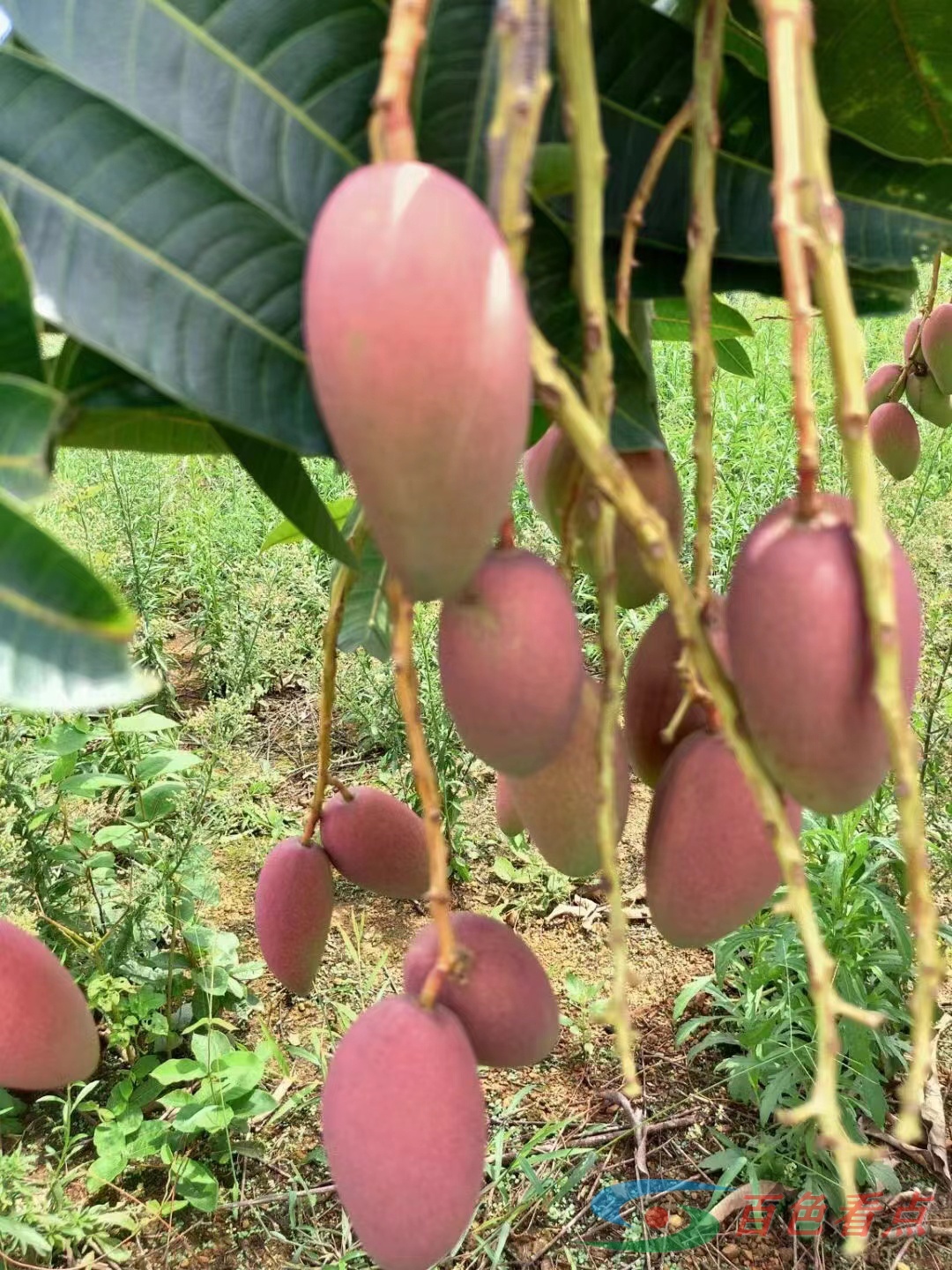 百色芒果 百色,芒果,月底,就是,果上