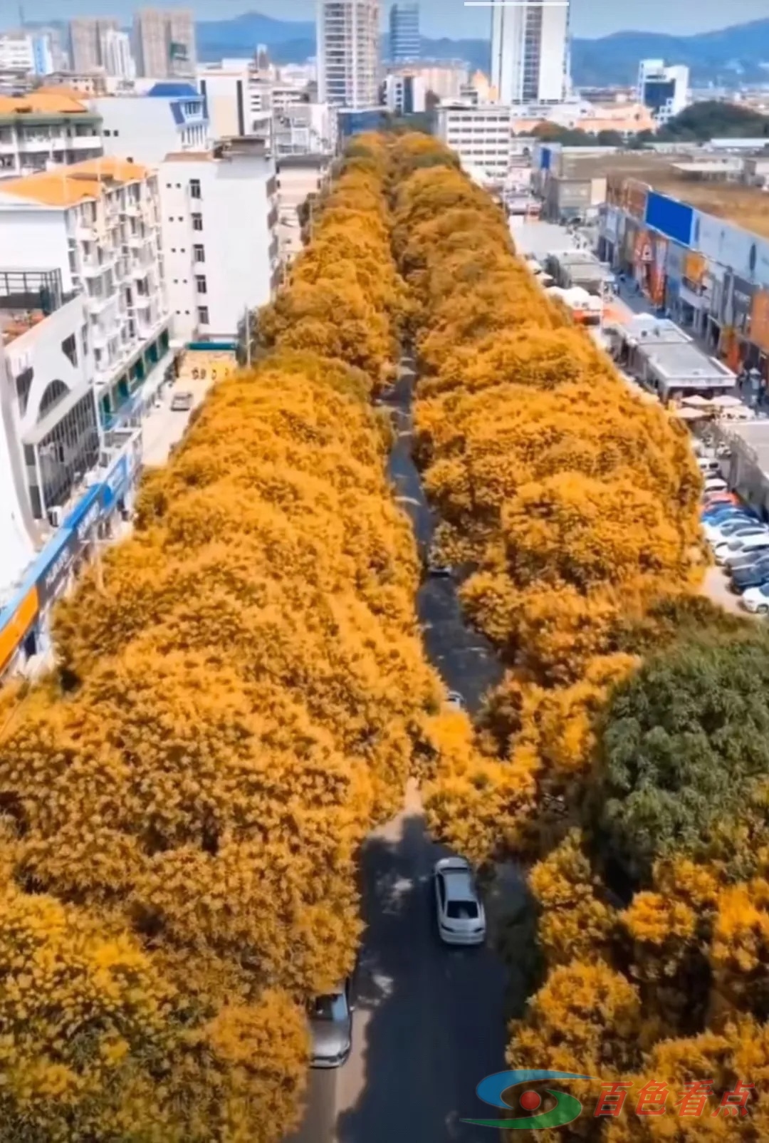 百色街道，处处都盛开着芒果花。 