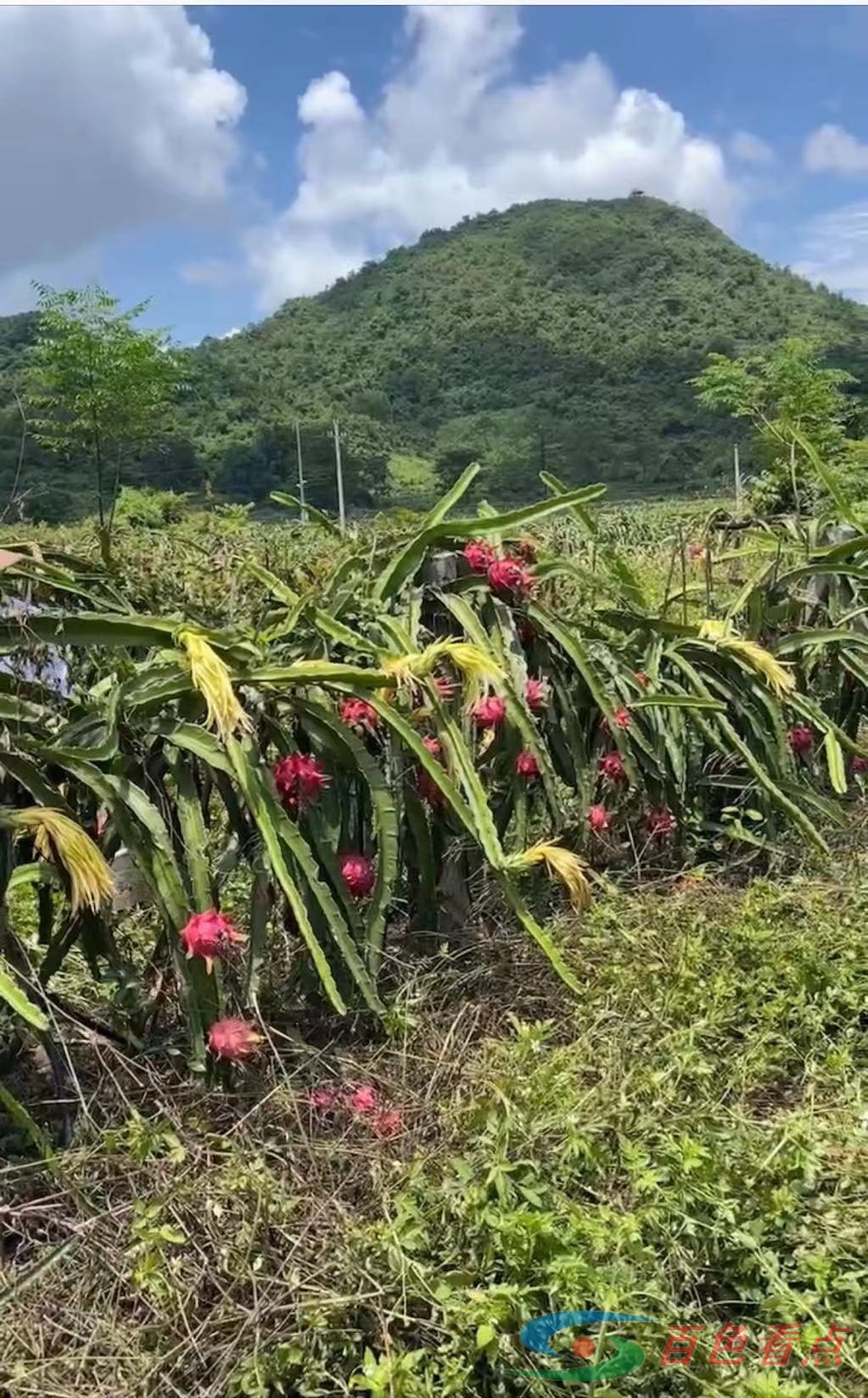 广西田东果农卖果一吨仅得千余元哀民生之多艰 