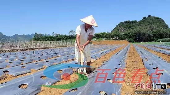 百色田阳：农户抢抓农时种植秋植菜 