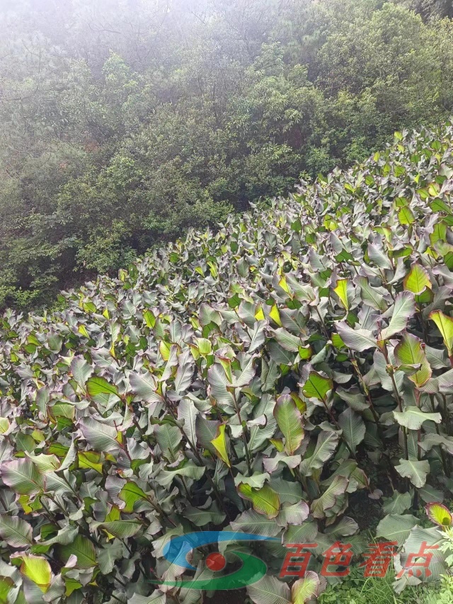 广西壮族自治区境内称为旱藕 饱含淀粉造福一方被称植物界英雄 