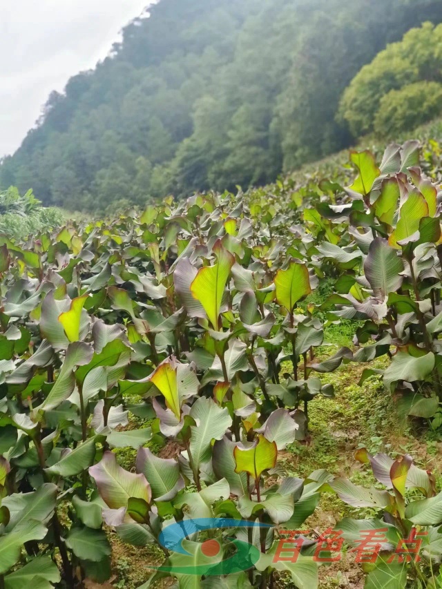 广西壮族自治区境内称为旱藕 饱含淀粉造福一方被称植物界英雄 