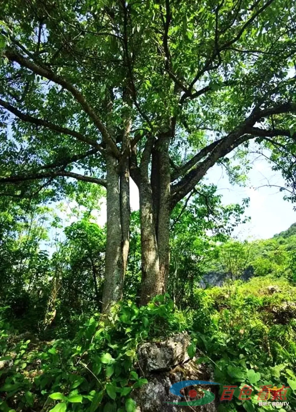 百色：龙川发现国家二级保护濒危物种蒜头果 