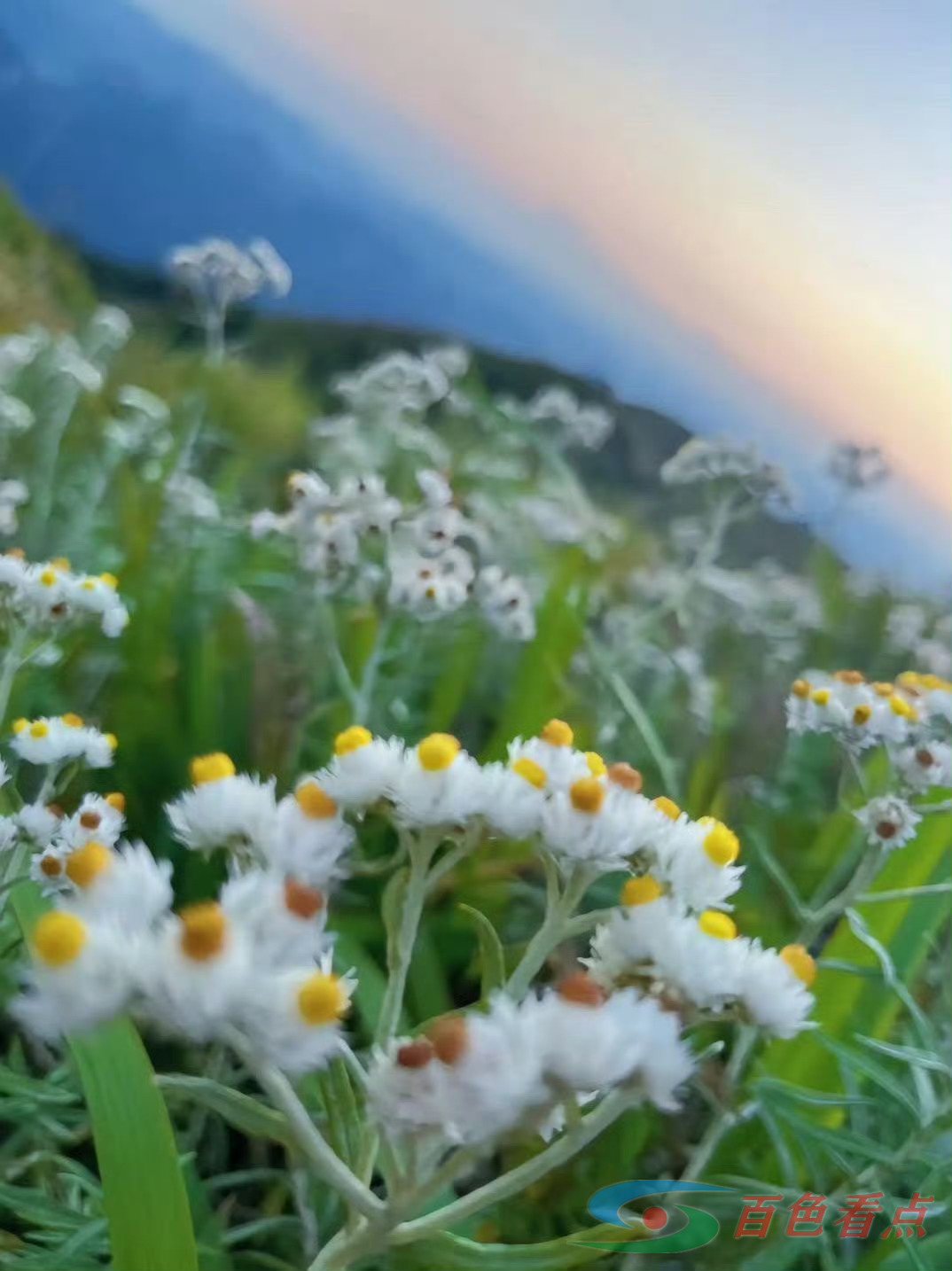 百色靖西乌鸦山 这个季节真的好美！ 