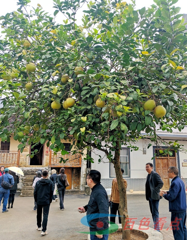 【寻美广西同心同行】靖西这个村子近年来的变化太大了！ 