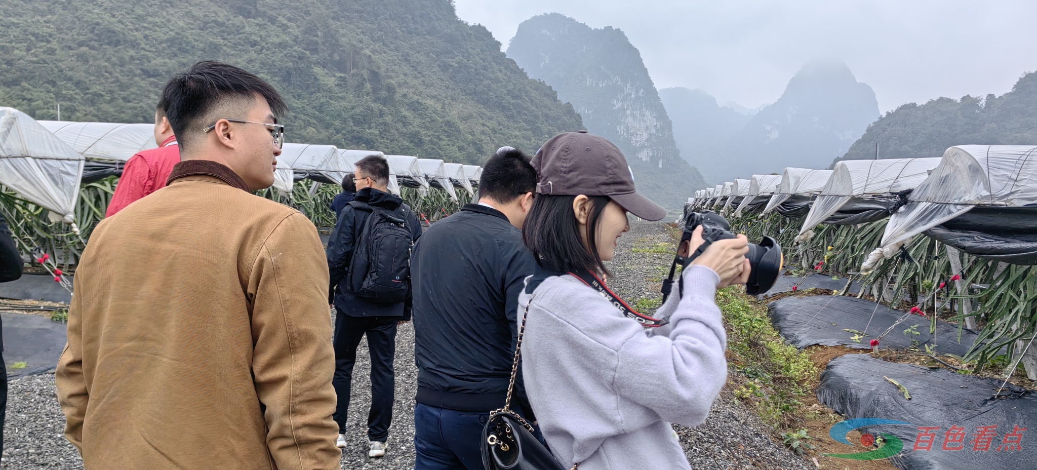 【寻美广西同心同行】哗！好大一片火龙果！ 