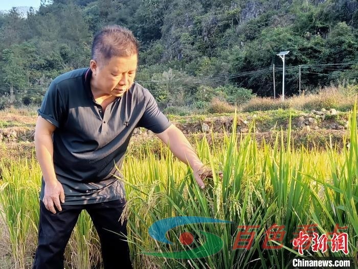 百色德保“新农人”自学成才带乡亲致富 黄闯功,水稻,培育,合作社