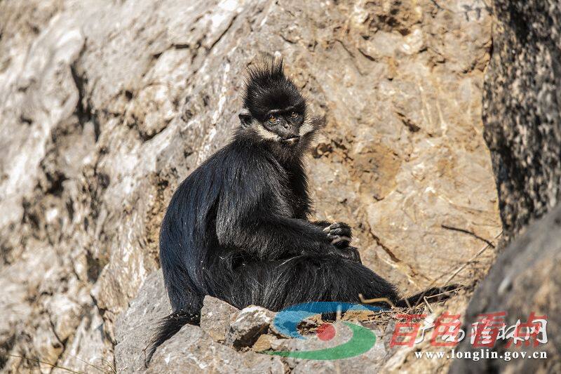 我国首批陆生野生动物重要栖息地名录公布 百色这5处上榜 长臂猿,重要,栖息地,邦亮,广西