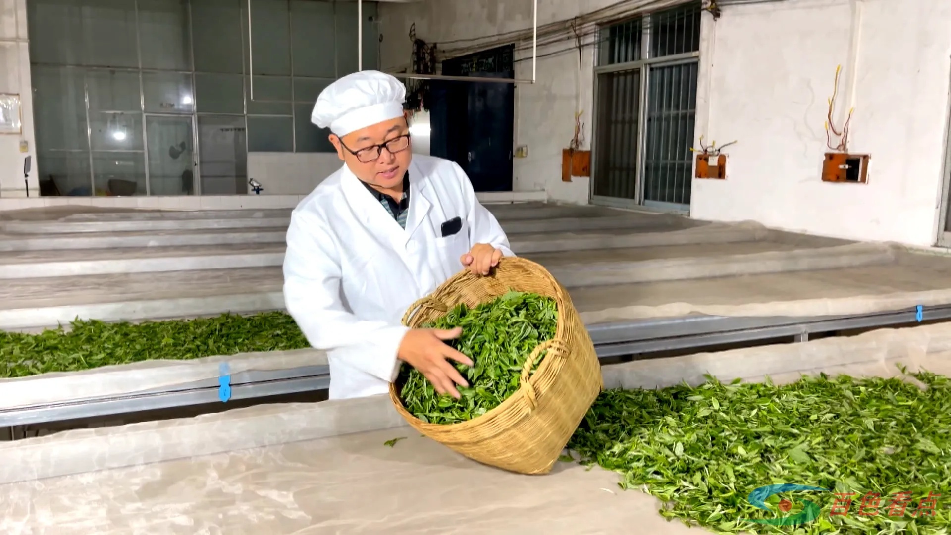 “广西茶叶大师”吴廷帅 惟愿茶香飘四海 茶叶,凌云,白毫茶,吴廷帅,产业