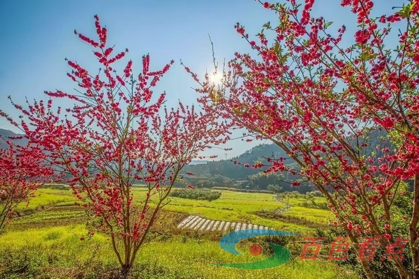 百色西林：映日桃花别样红 