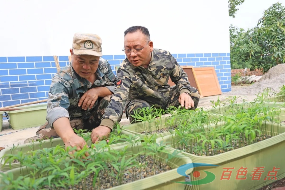 人工繁育“活化石” 德保苏铁焕新生 