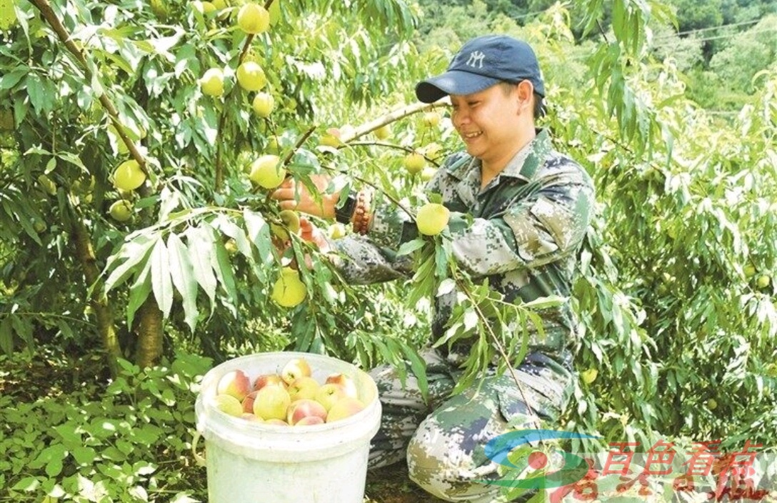 德保县城关镇茶亭村的鹰嘴桃陆续成熟 