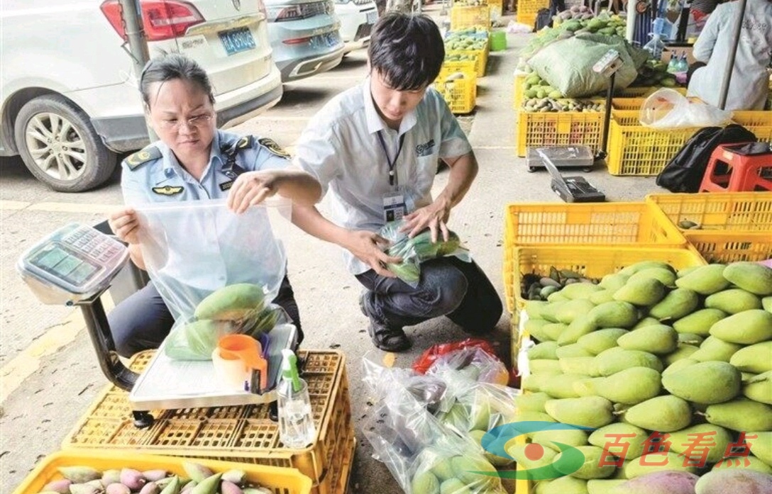 右江区市场监督管理局执法人员开展百色芒果产品抽样检测 