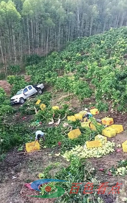 百色田东那单村发生一起车祸 一辆装有芒果的皮卡车翻下山坡 