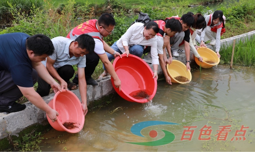 【乡村振兴】魁圩乡平巷村：探索一田多收新“稻”路 万尾鱼苗入秧田 