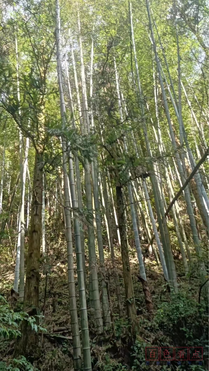 寻找​10万亩竹林砍伐能手 