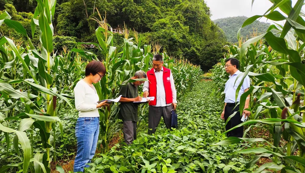 右江区2024年大豆玉米带状复合种植完成 