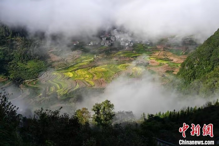 广西田林：秋日稻飘香 田间好“丰”景 