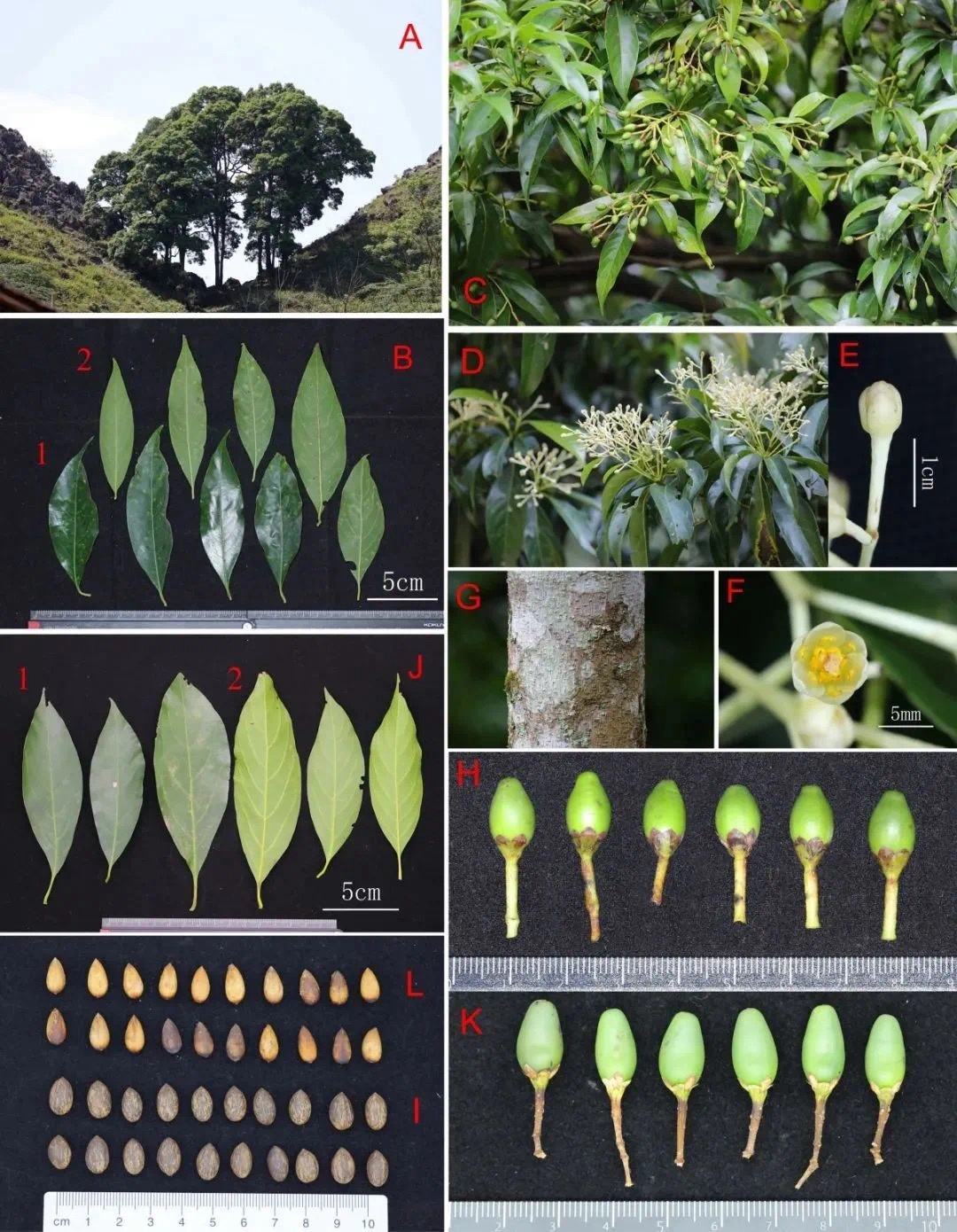 靖西楠！广西发现樟科植物新物种 