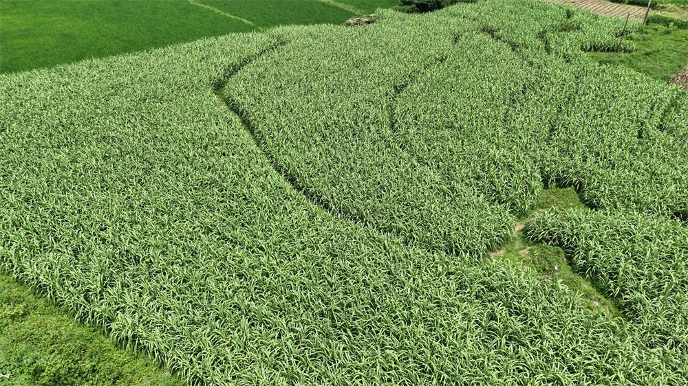 靖西市城昌村500余亩黄皮果蔗甜蜜上市 