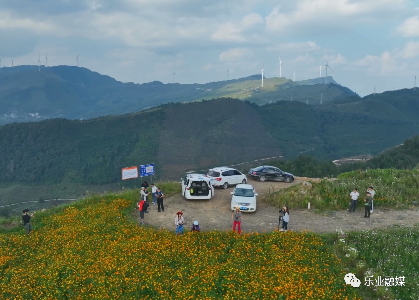 风车花海火“出圈”！乐业县民宿产业进入旺季 